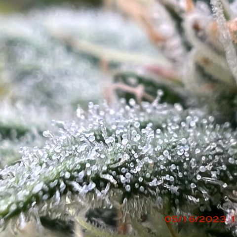 Mimosa X Orange Punch 35% Sativa 65% Indica growlog photo: Start of week 8 flowering 🌹. 
