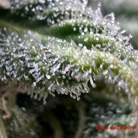 Mimosa X Orange Punch 35% Sativa 65% Indica growlog photo: Start of week 8 flowering 🌹. 