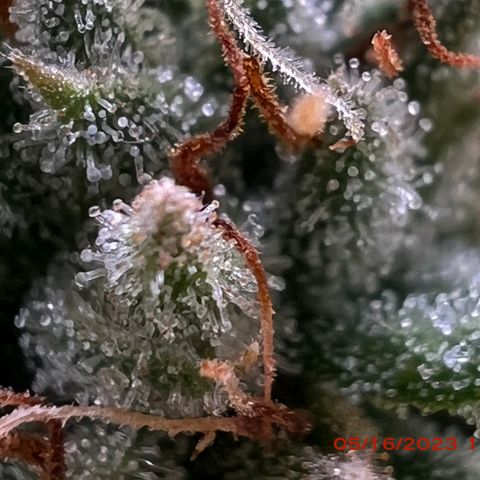 Chemdog 30% Sativa 70% Indica growlog photo: Start of week 8 flowering 🌹. 