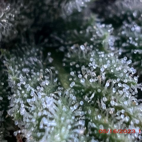 Mimosa X Orange Punch 35% Sativa 65% Indica growlog photo: Start of week 8 flowering 🌹. 