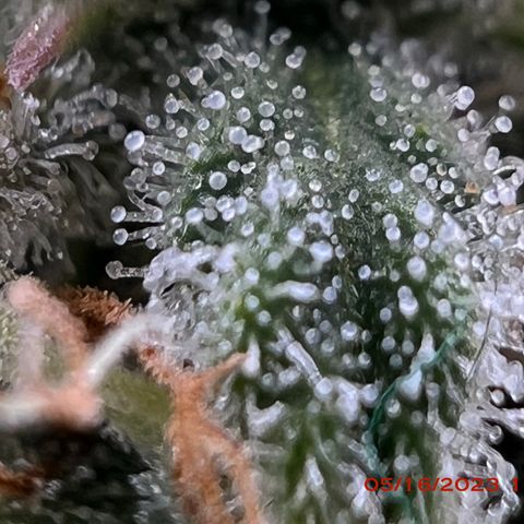 Mimosa X Orange Punch 35% Sativa 65% Indica growlog photo: Start of week 8 flowering 🌹. 