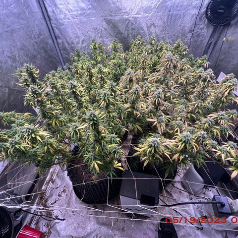 Chemdog 30% Sativa 70% Indica growlog photo: Clockwise from top left = Chemdog, Royal Runtz, Mimosa X Orange Punch, Durban Dew.