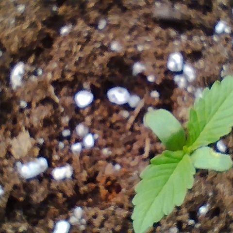 Angry Gorilla Auto #1 growlog timeline photo