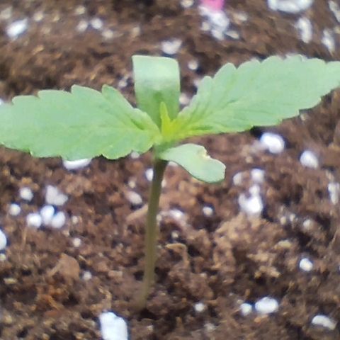 Angry Gorilla Auto #1 growlog timeline photo