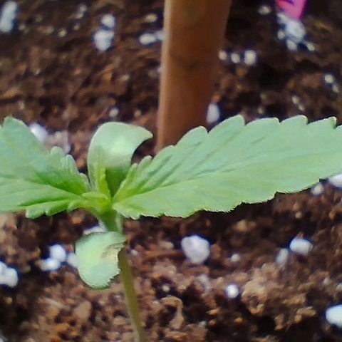 Angry Gorilla Auto #1 growlog timeline photo
