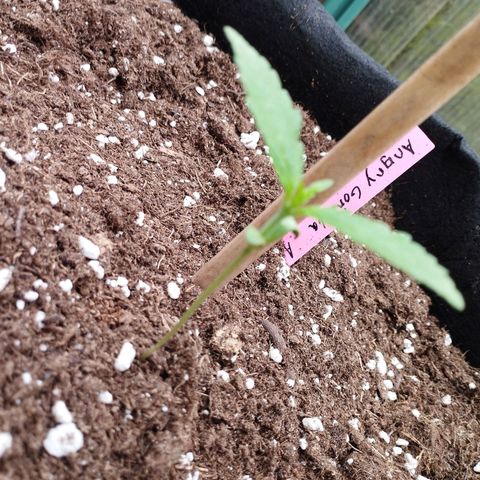 Angry Gorilla Auto #1 growlog timeline photo