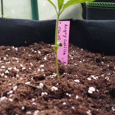 Angry Gorilla Auto #1 growlog timeline photo