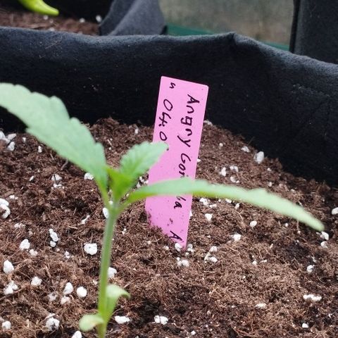 Angry Gorilla Auto #1 growlog timeline photo