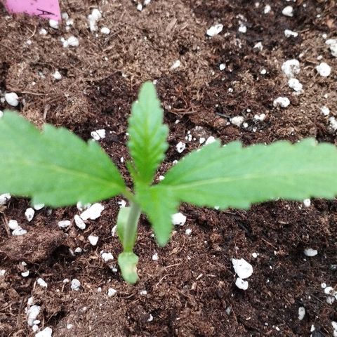 Angry Gorilla Auto #1 growlog timeline photo