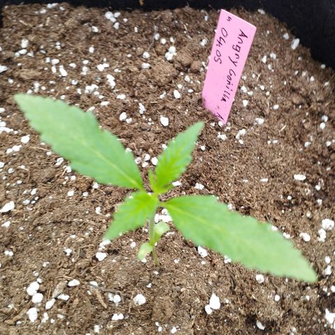 Angry Gorilla Auto #1 growlog timeline photo