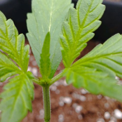 Angry Gorilla Auto #1 growlog timeline photo