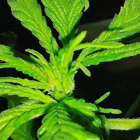 Angry Gorilla Auto #1 growlog timeline photo
