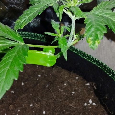 Angry Gorilla Auto #1 growlog timeline photo