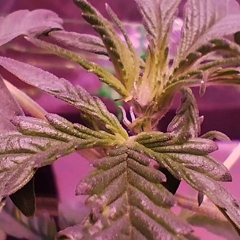 Angry Gorilla Auto #1 growlog timeline photo