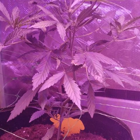 Angry Gorilla Auto #1 growlog timeline photo