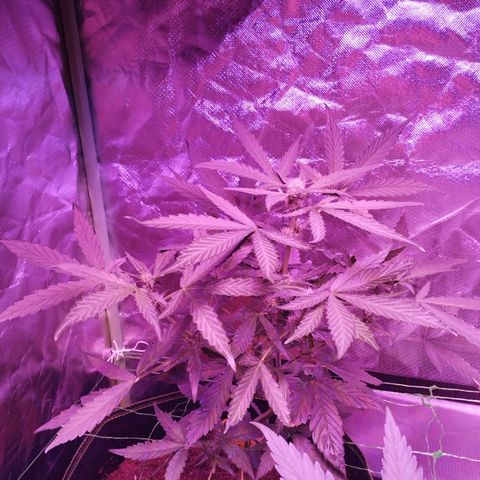 Angry Gorilla Auto #1 growlog timeline photo