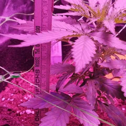 Handsome Hyperion F1 growlog timeline photo