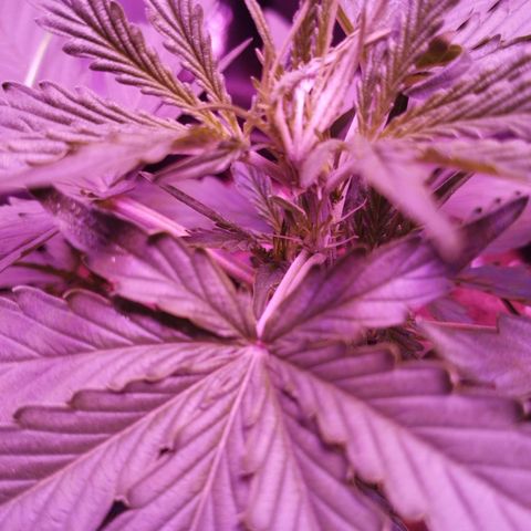 Handsome Hyperion F1 growlog timeline photo