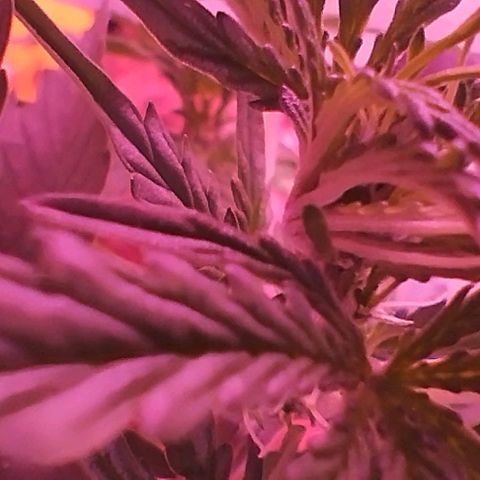 Handsome Hyperion F1 growlog timeline photo