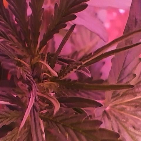 Handsome Hyperion F1 growlog timeline photo