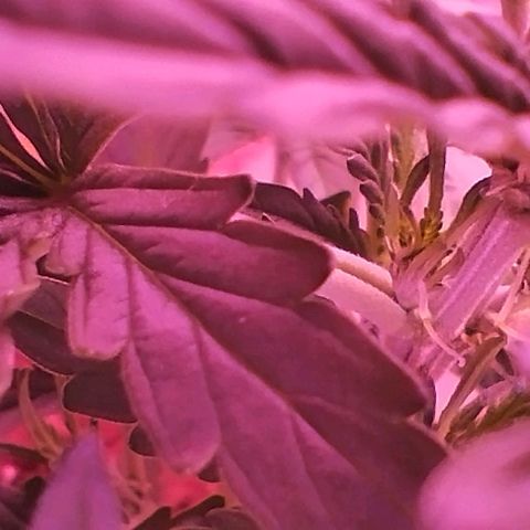 Handsome Hyperion F1 growlog timeline photo