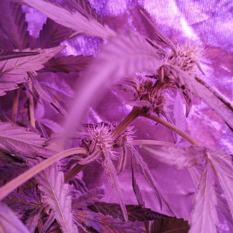 Angry Gorilla Auto #1 growlog timeline photo