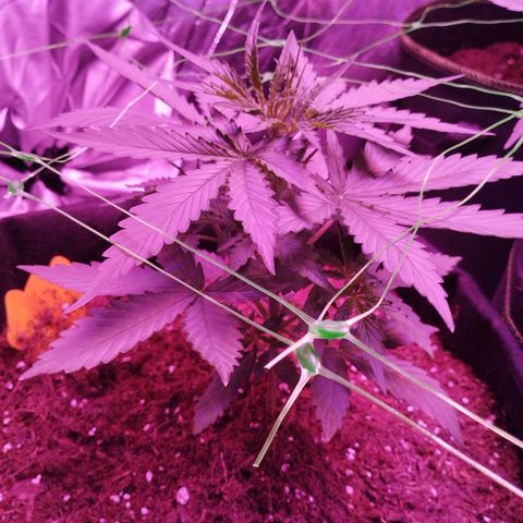Handsome Hyperion F1 growlog timeline photo