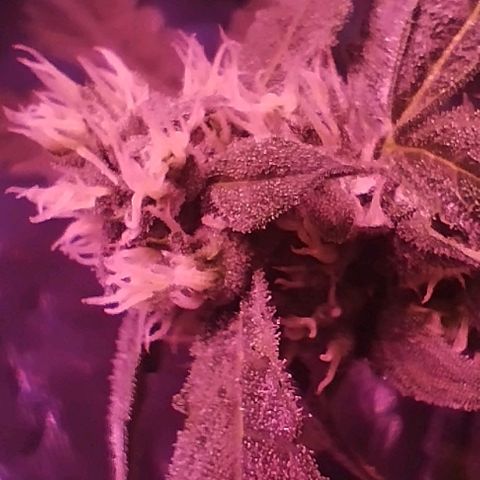 Angry Gorilla Auto #1 growlog timeline photo