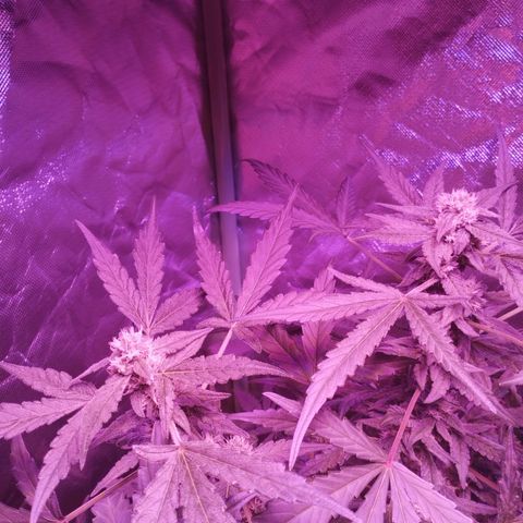 Angry Gorilla Auto #1 growlog timeline photo