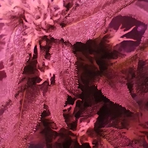 Angry Gorilla Auto #1 growlog timeline photo