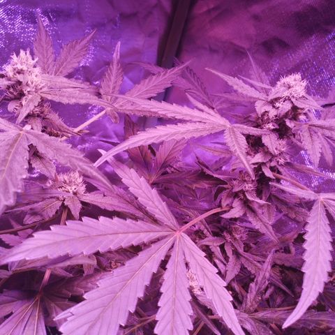 Angry Gorilla Auto #1 growlog timeline photo