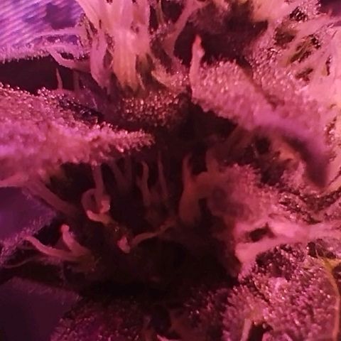 Angry Gorilla Auto #1 growlog timeline photo