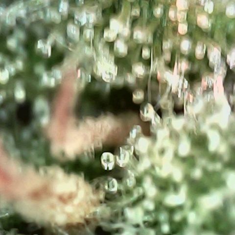 Angry Gorilla Auto #1 growlog timeline photo