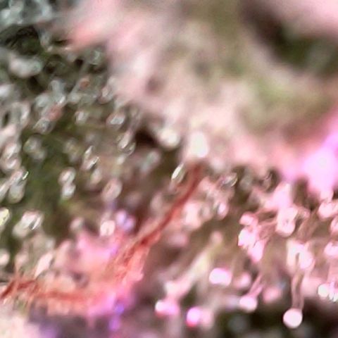 Angry Gorilla Auto #1 growlog timeline photo