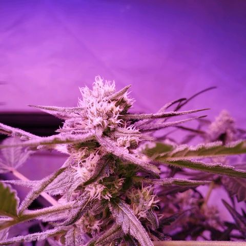 Angry Gorilla Auto #1 growlog timeline photo