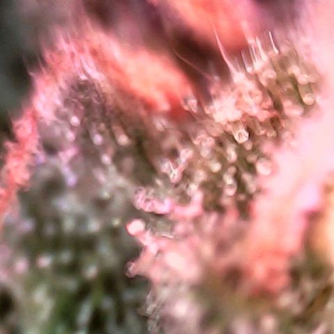 Angry Gorilla Auto #1 growlog timeline photo