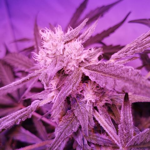 Angry Gorilla Auto #1 growlog timeline photo