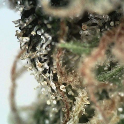 Angry Gorilla Auto #1 growlog timeline photo
