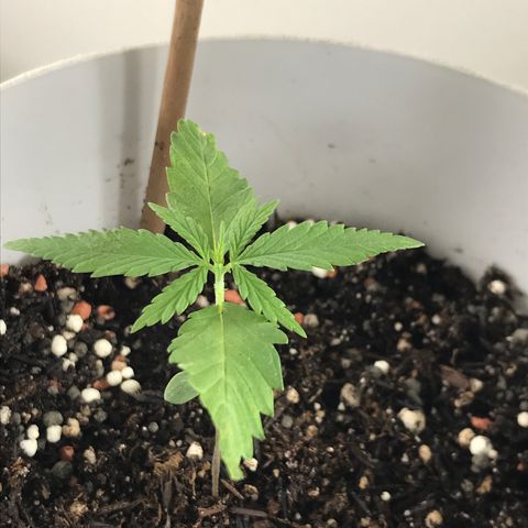 Primogênita  growlog photo: Primeiro dia de nutrição 