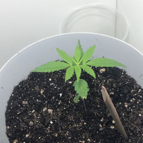 Primogênita  growlog photo: Somente água e luz de Led 20W
