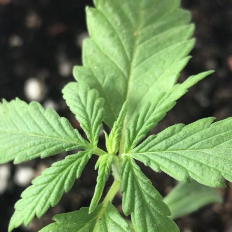 Primogênita  growlog timeline photo