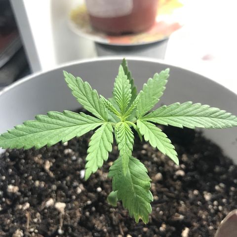 Primogênita  growlog photo: Pequena evolução de folhas 