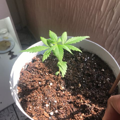 Primogênita  growlog timeline photo