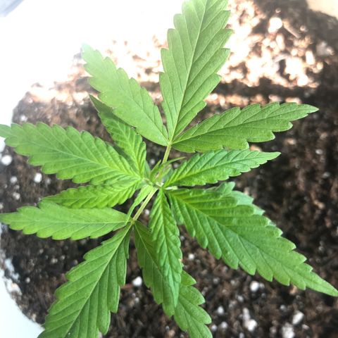 Primogênita  growlog timeline photo