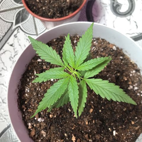 Primogênita  growlog timeline photo