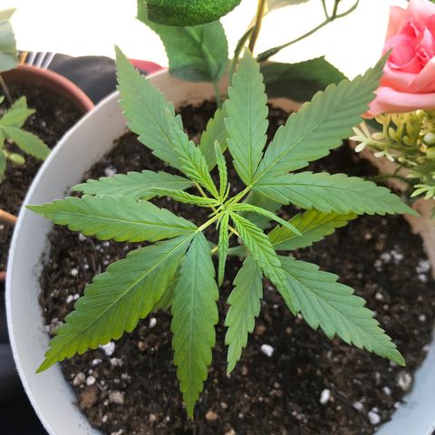 Primogênita  growlog timeline photo