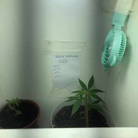 Primogênita  growlog photo: Finalmente consegui um ventilador para o Grow 👏