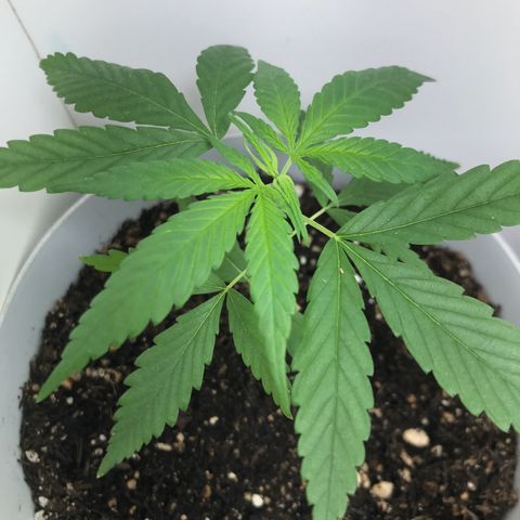 Primogênita  growlog timeline photo