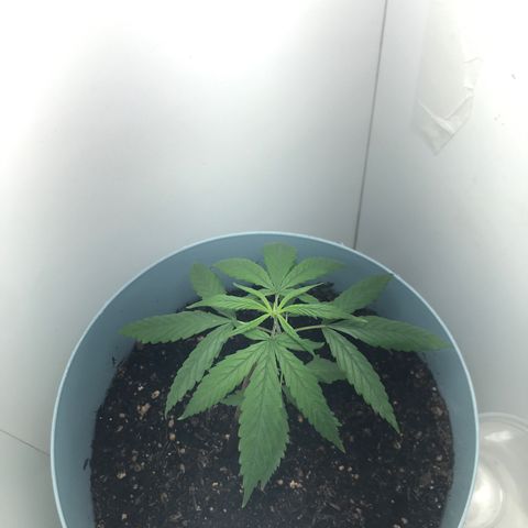 Primogênita  growlog timeline photo