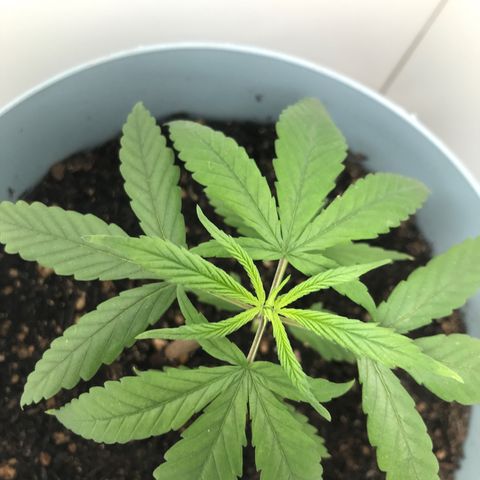 Primogênita  growlog timeline photo
